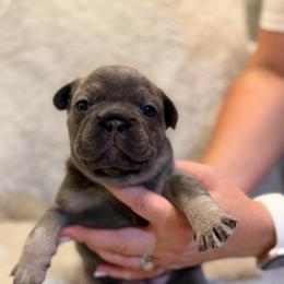 Violet - Blue female French Bulldog puppy in Chesnee, South Carolina from Michael Shepherd