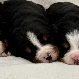 Rafiki - Black rust and white male Bernese Mountain Dog puppy in Saratoga Springs, Utah from Echo River