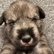 Blue Collar Boy - Standard Schnauzer puppy from Beaucoup Standard Schnauzers