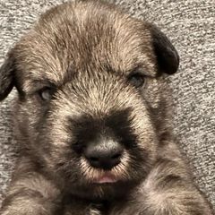 Blue Collar Boy - Standard Schnauzer puppy from Beaucoup Standard Schnauzers