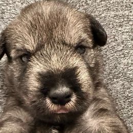 Blue Collar Boy - Standard Schnauzer puppy from Beaucoup Standard Schnauzers