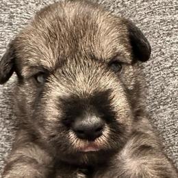 Blue Collar Boy - Standard Schnauzer puppy from Beaucoup Standard Schnauzers