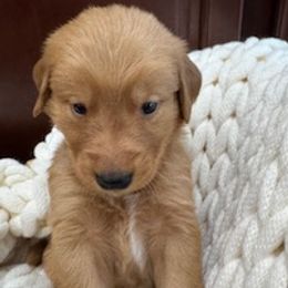Black Collar Boy - Dark golden male Golden Retriever puppy in Aumsville, Oregon from Bigfoot Goldens AKC Registered Dark Red