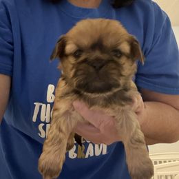 Wilma - Sable female Shih Tzu puppy in Boiling Springs, South Carolina from Sherry Whiteside's Shih Tzus
