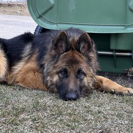 Zayda - German Shepherd