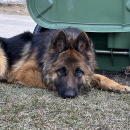 Zayda - German Shepherd