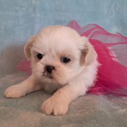 Chantilly - White female Shih Tzu puppy in Silver Springs, Nevada from Meadowlyn's Dream Shih Tzu