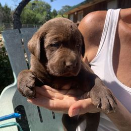 Labrador Retriever Puppies from The Sugar & Spice Ranch Labrador Retrievers