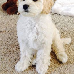 Australian Labradoodle Puppies from Tiny Treasures Australian Labradoodles
