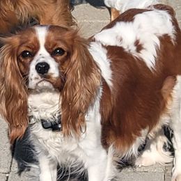 Emersyn - Cavalier King Charles Spaniel