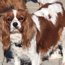Emersyn - Cavalier King Charles Spaniel