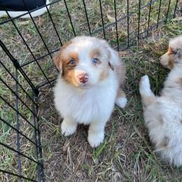 Pluto - Red merle male Australian Shepherd puppy in Hammond, Louisiana from Gold Ring Australian Shepherds