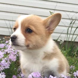 Pembroke Welsh Corgis from Redbud Corgis