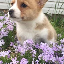 Pembroke Welsh Corgis from Redbud Corgis
