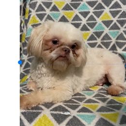 Levi - Shih Tzu