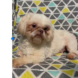 Levi - Shih Tzu