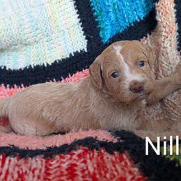 Nilla - Red female Bernedoodle puppy in Weatherford, Texas from Donnasdoodlebugs