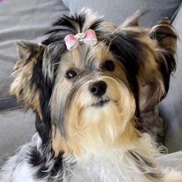 LUNA - Biewer Terrier