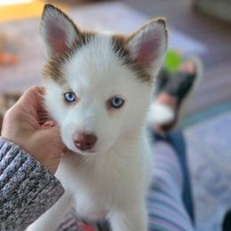 Marigold - Red and white female Pomsky puppy in Princeton, Minnesota from Bluebird House of Pomsky