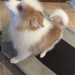 Pomsky Puppies from Tony Hwang