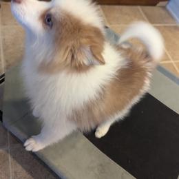 Pomsky Puppies from Tony Hwang