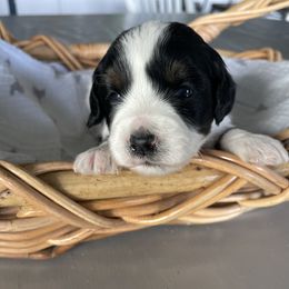 Meg - female Australian Mountain Doodle puppy in Jerome, Idaho from Tolman Acres