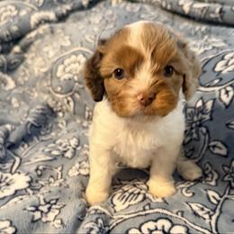 Hallie - Merle female Cavapoo puppy in Cameron, South Carolina from Sassy Sailor & Company
