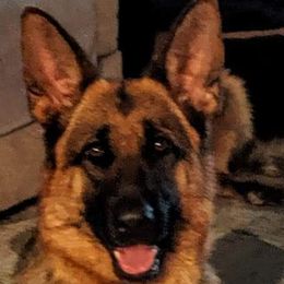 FIRE - German Shepherd