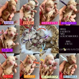 Aussiedoodle and Goldendoodle Puppies from Hot Springs Kennels