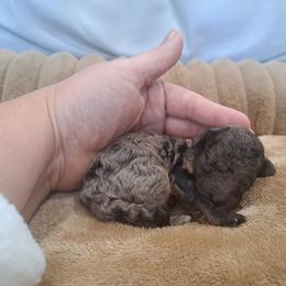 Boy3 - Chocolate merle male Bernedoodle puppy in Lafayette, Alabama from Williams Lake Doodles