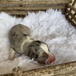 Girl 2 - Australian Shepherd puppy in Paint Rock, Alabama from Kotah’s Kennels