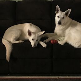 German Shepherds from Patterson Polar Bears