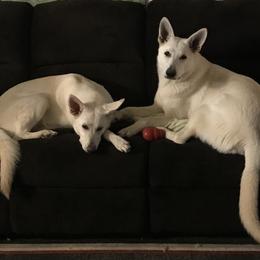 German Shepherds from Patterson Polar Bears