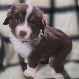 Black Collar - Red tri-color female Miniature American Shepherd puppy in Statesboro, Georgia from Azure Miniature American Shepherds