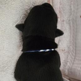 Male3 (BLIIIW) - Black male Scottish Terrier puppy in Conroe, Texas from Scotch McLaren Terriers