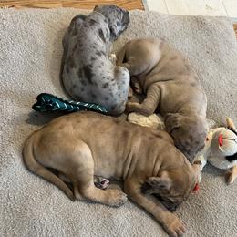 Great Dane Puppies from Split Rock Danes