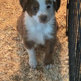 Prancer - Red tri male Toy Australian Shepherd puppy in Menan, Idaho from Teton Toy Aussies