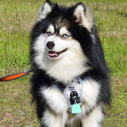 Kyzu - Pomsky