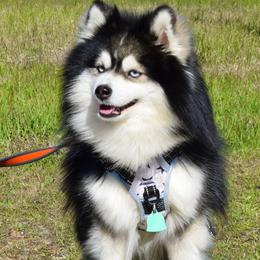 Kyzu - Pomsky