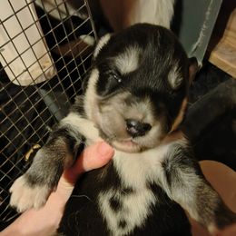 Orange - Black and white female Siberian Husky puppy in Porter Corners, New York from Gemstone Huskys