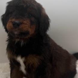 Cloves - Tri-color male Bernedoodle puppy in Montverde, Florida from Central Florida Bernedoodles