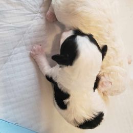 Maltipoo puppies from Loris Pampered Pooches💕