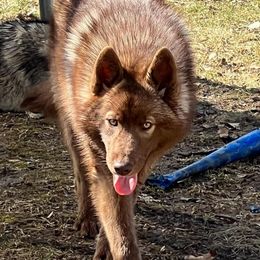Siberian Huskies from Native Spirit Huskies
