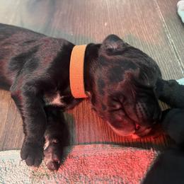 Brown Boy - male Golden Mountain Dog puppy in Colorado Springs, Colorado from Bastian Mountain Dogs