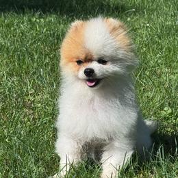Auggie - Orange parti male Pomeranian puppy in Canandaigua, New York from Fingerlakes Pomeranians