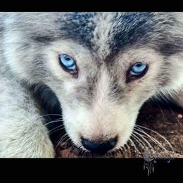 Remus - Wolf Silver Pomsky - Silver male Pomsky puppy in Perkins, Oklahoma from A-Dream Pomsky Kennel