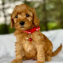 Red - Red  male Goldendoodle puppy in Hesperia, Michigan from Red Acres Poodles & Doodles