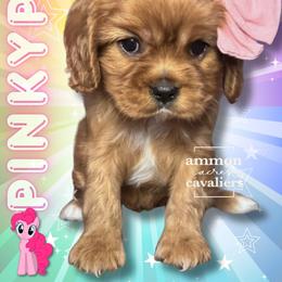 Pinky Pie - Ruby female Cavalier King Charles Spaniel puppy in Ammon, Idaho from Ammon Acres Cavaliers