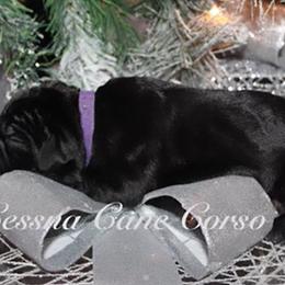 Cane Corso and Yorkshire Terrier Puppies from Exotic Yorkie Imports & Cessna Cane Corso