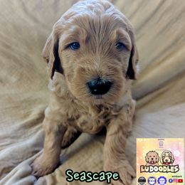 Seascape - Apricot male Goldendoodle puppy in Santa Cruz, California from Lu Doodles